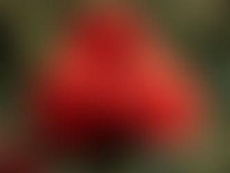 Modul Ajar Kurikulum Merdeka Kelas 12 SMA