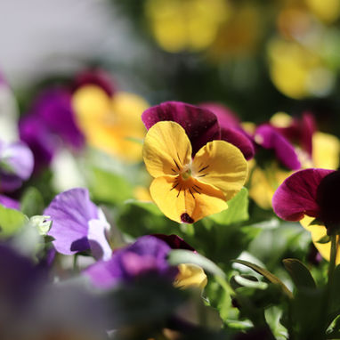 How to Grow Pansies and Violas