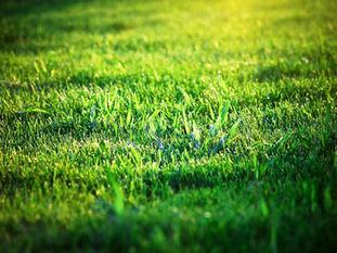 What Is Dethatching and Why Is It Important?