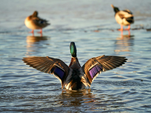 Duck Hunting