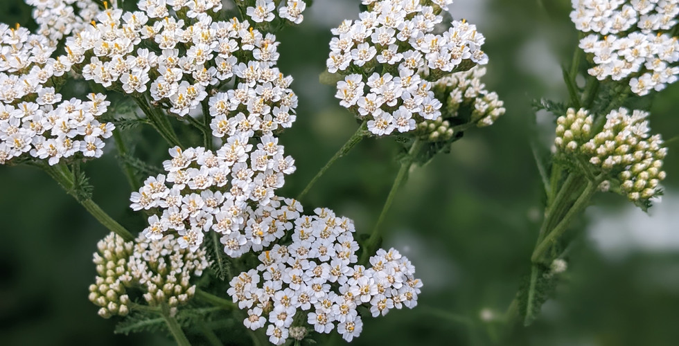 10 Herbs for Beginners