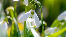 Frühlingswelle ist bereits ausgebucht!