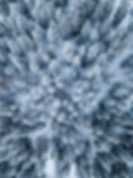Aerial view of a snowy pine forest. Trees are covered in snow, creating a serene, wintery landscape. White and blue tones dominate.