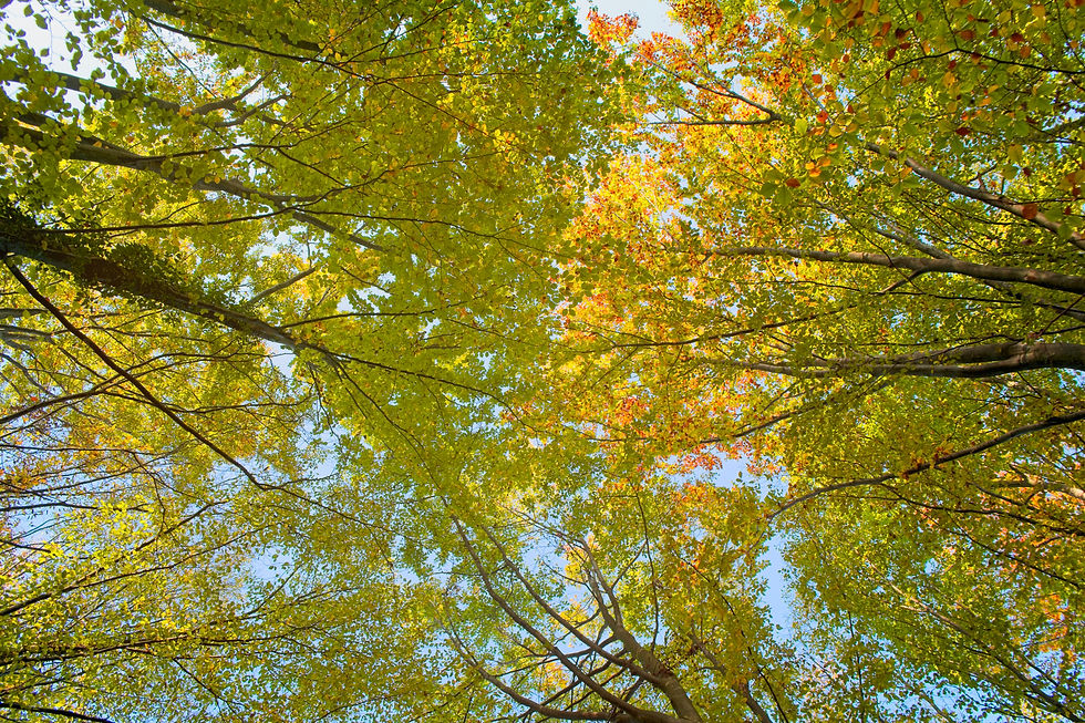bomen door het bos zien - bewustzijnsontwikkeling, patronen zichtbaar maken