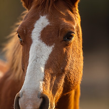 Image by Pieter van Noorden