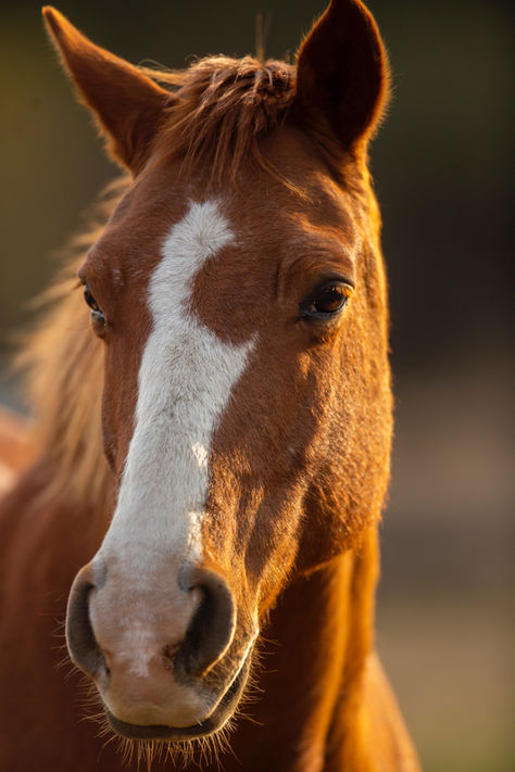 jeune cheval alezan