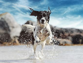 Dog jumping in water with holistic detoxification and drainage health