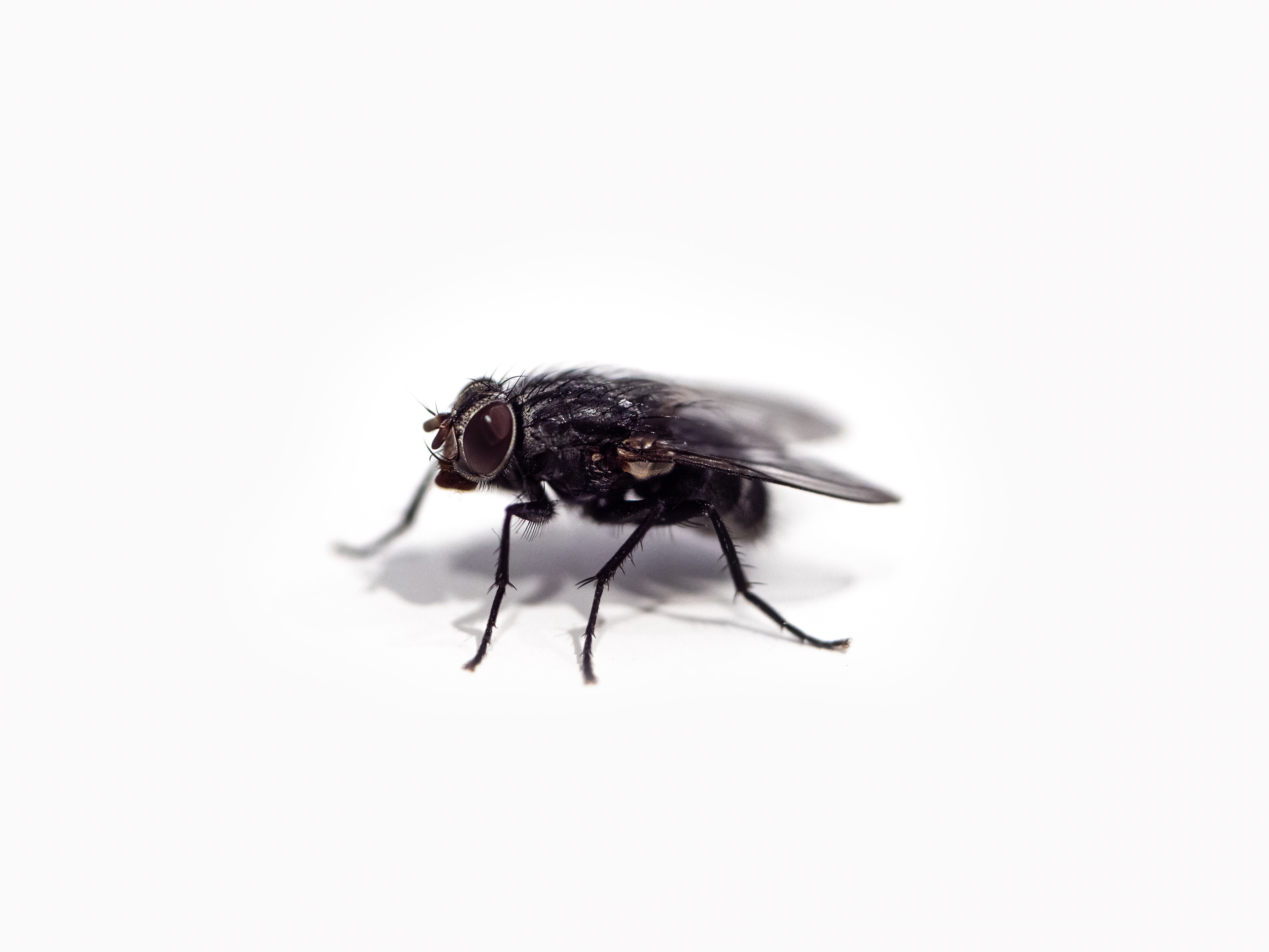 House Fly/Squats Maggots & Casters