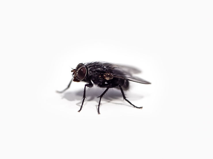 ree