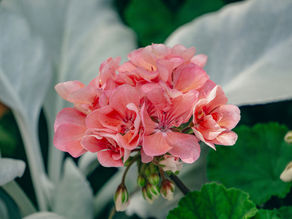 Geranio (Pelargonium graveolens)