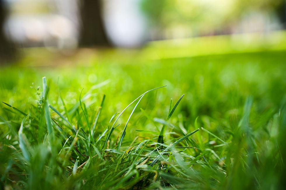 Freshly cut green blades of grass.