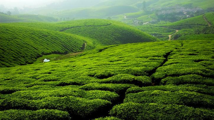 Image by Anil Jose Xavier