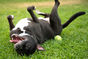 7 Weird Things Your Dog Does That Are Actually Completely Normal