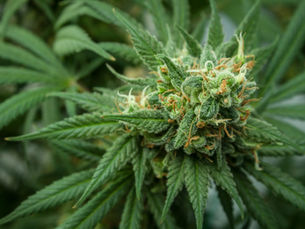 AdWeek: Why PR Pros Should Choose Their Words Wisely When It Comes to Cannabis