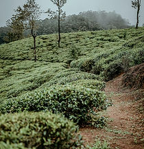 Image by Agnieszka Stankiewicz