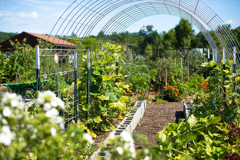 Lush garden with a metal arch trellis, vibrant green plants, and orange flowers under a clear blue sky. Wooden shed in background.