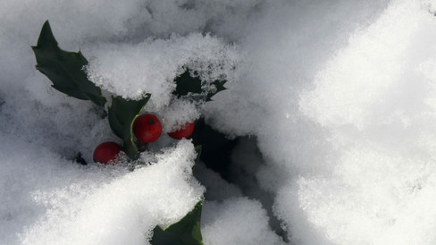 Jardiner en hiver demande simplement de changer de regard