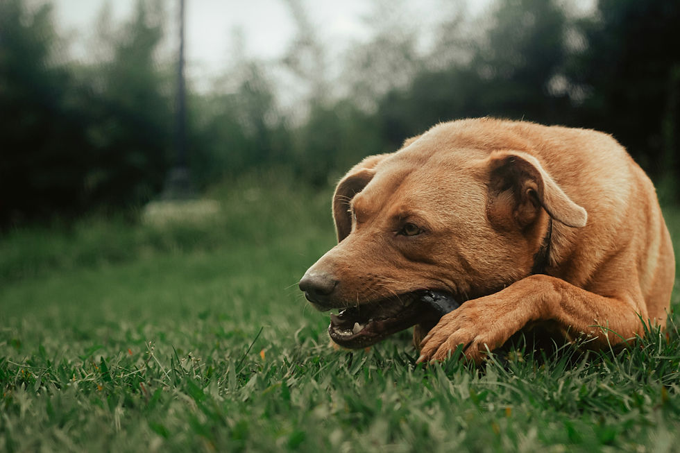 Brown dog chewing on a toy, lying on green grass. Blurred background of trees and a lamp post, creating a peaceful outdoor setting.