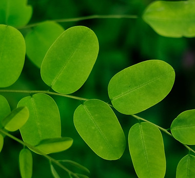 Image by Neha Maheen Mahfin