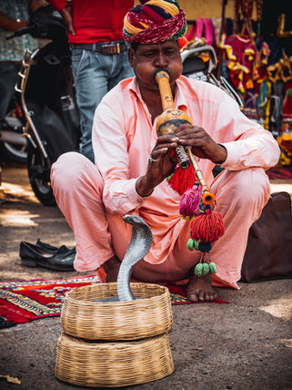 Verantwoordelijk reizen en dierwelzijn in India