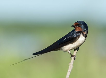 Image by Hans Veth