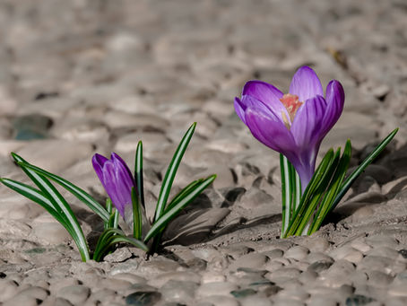 Leading with Resilience: What It Is and How to Build It