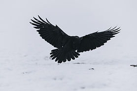 Image by Niklas Veenhuis