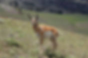 Application Deadline For Antelope & B Licenses June 1
