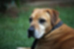 Köpek Yaşı Hesaplama