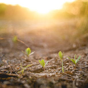 Boden mit aufgehenden Samen als Symbolbild für Bodenschutz
