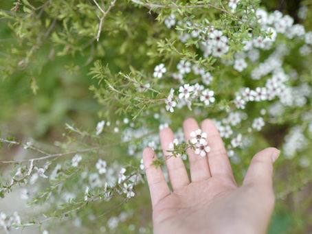 The Ultimate Guide to Identifying Real Pure New Zealand Manuka Honey
