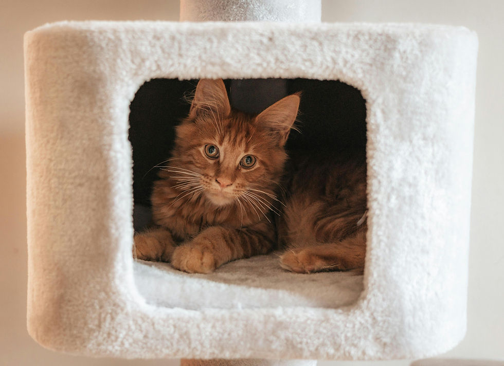 Keeping Your Pets Cozy and Warm During Winter Months