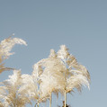Image by Annie Spratt