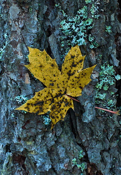 Image by Rolf Schmidbauer