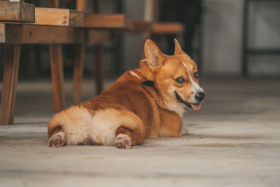 Pembroke Welsh Corgi Seattle Purebred Dog Rescue