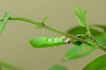 Image by Bankim Desai