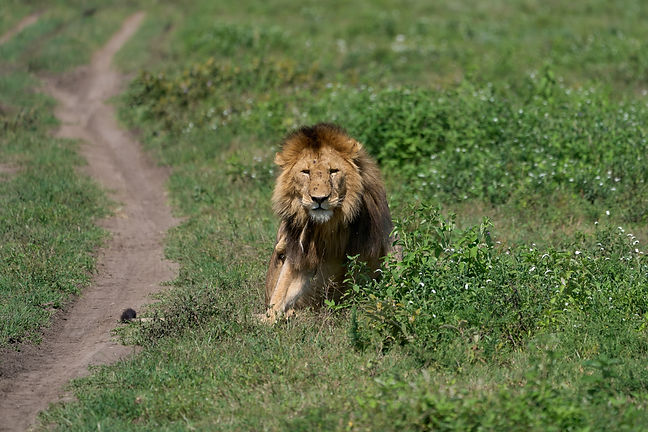 SAFARI AFRICANO