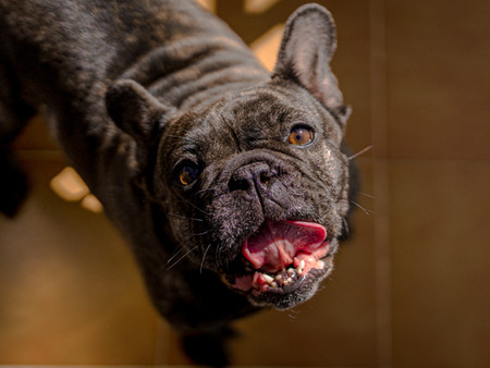 שעלת – הכלב מנסה להקיא ?