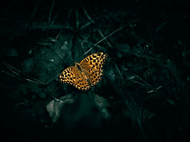 Image by Wyxina Tresse