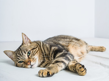 Un chat couché au sol