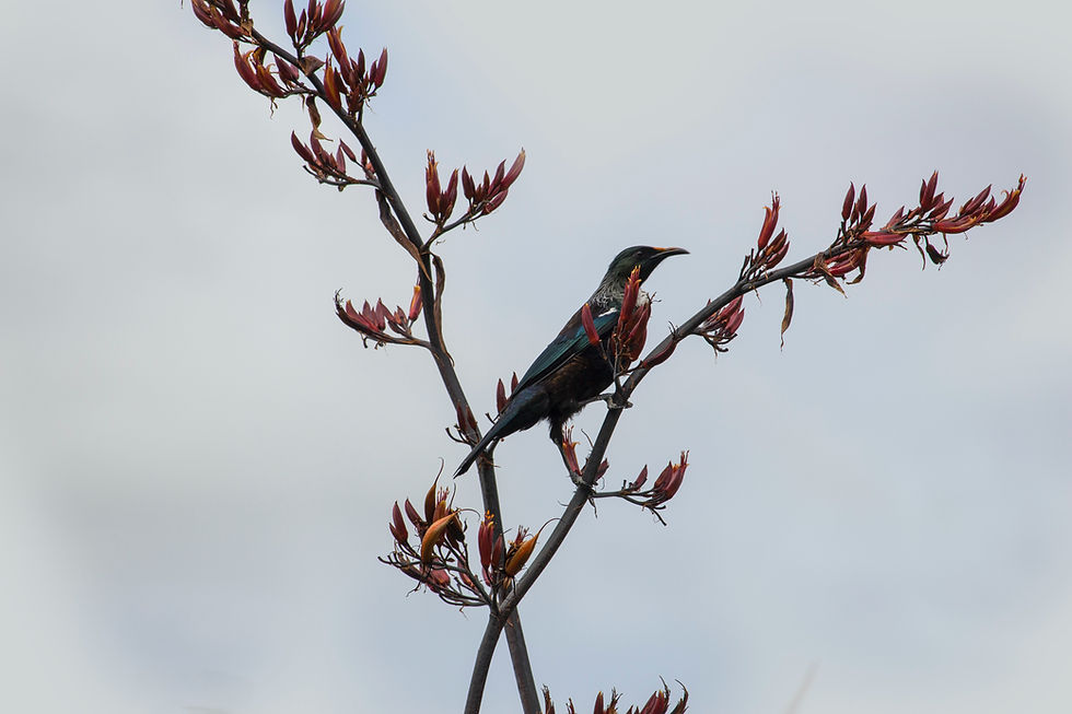 Reducing Invasive Weeds Helps Protect Our Native Plants and Wildlife
