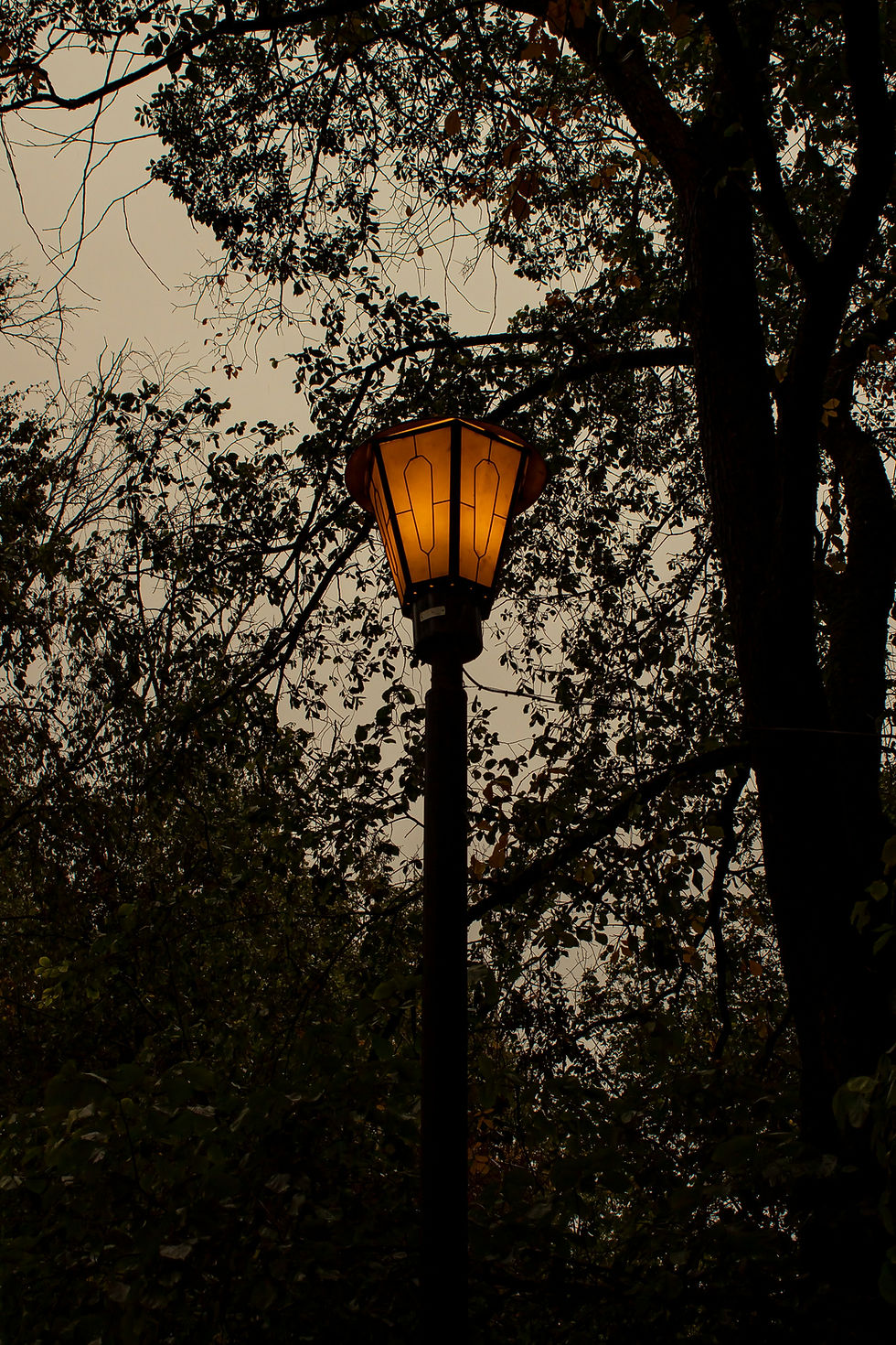Lit streetlamp glows warmly amidst dark trees in a dense forest setting, evoking a serene, mysterious atmosphere.