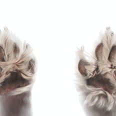 Protéger les coussinets du chien contre le bitume chaud en été