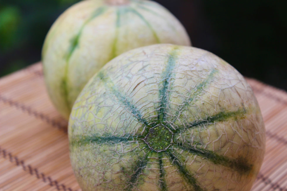 vegetable garden plants
