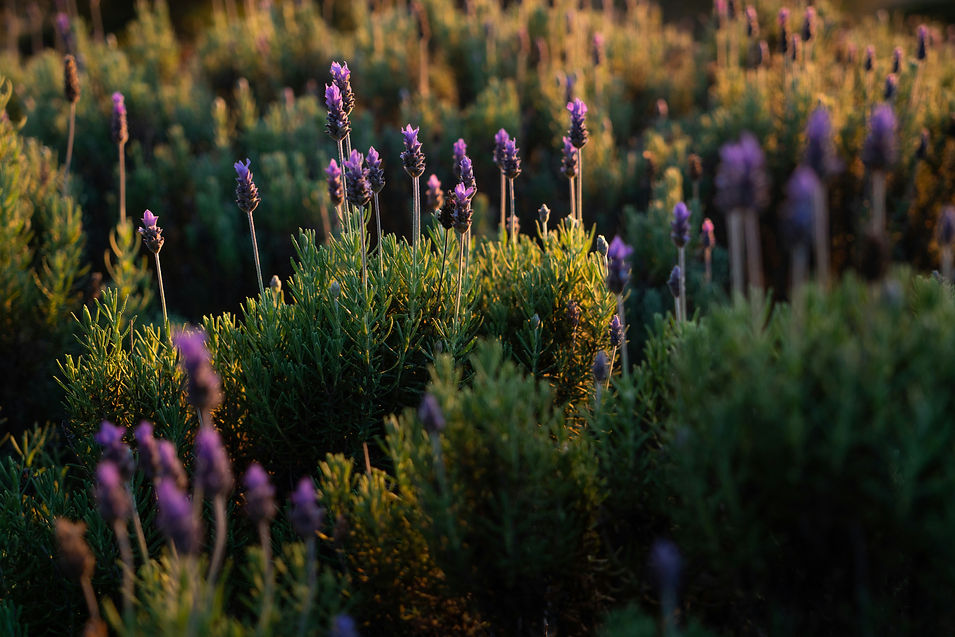 Image by Intricate Explorer