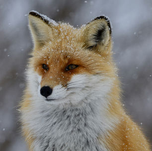 A Fábula do Coelho e da Raposa