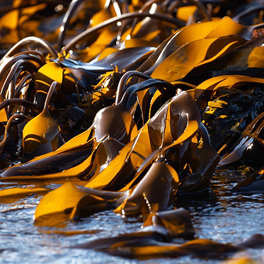 All Natural Seaweed Ingredients