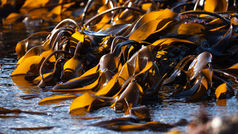 Seaweed and shellfish farms: new vision to a regenerative future for coastal communities