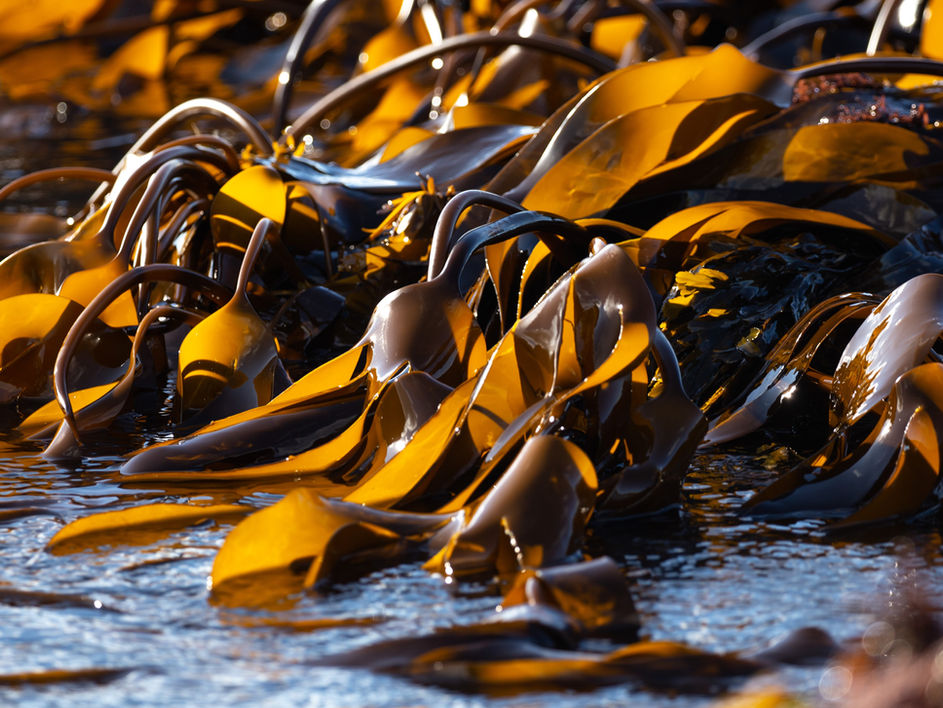 seaweed