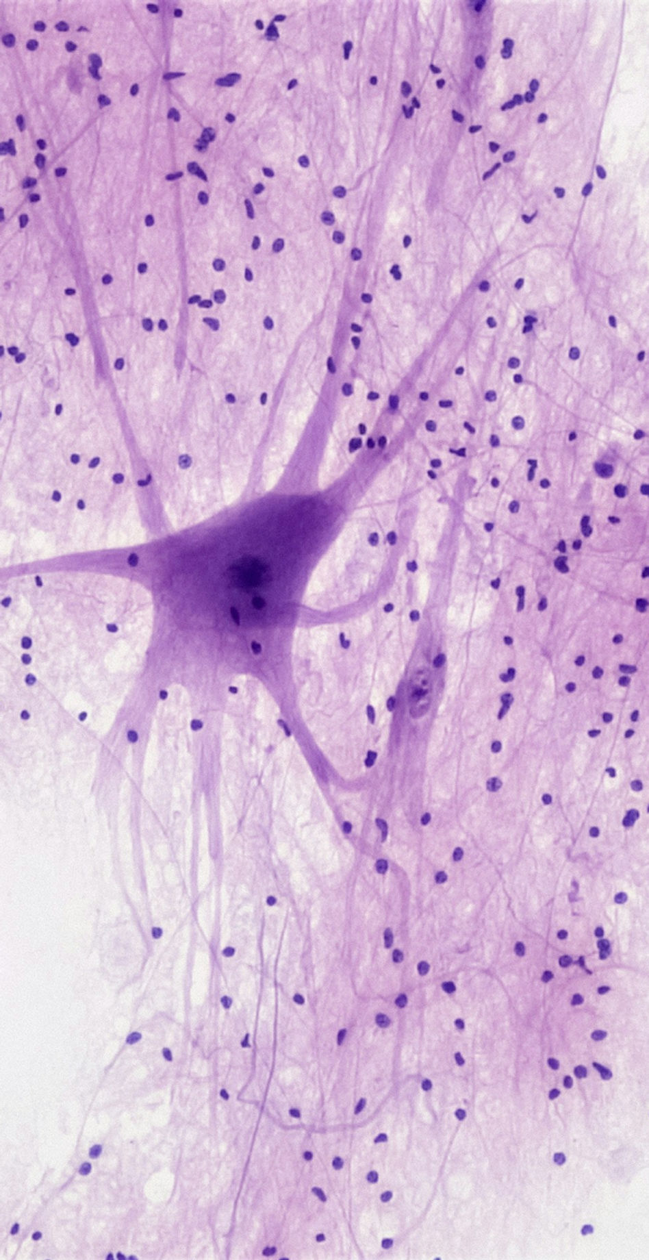 Image by Bioscience Image Library by Fayette Reynolds